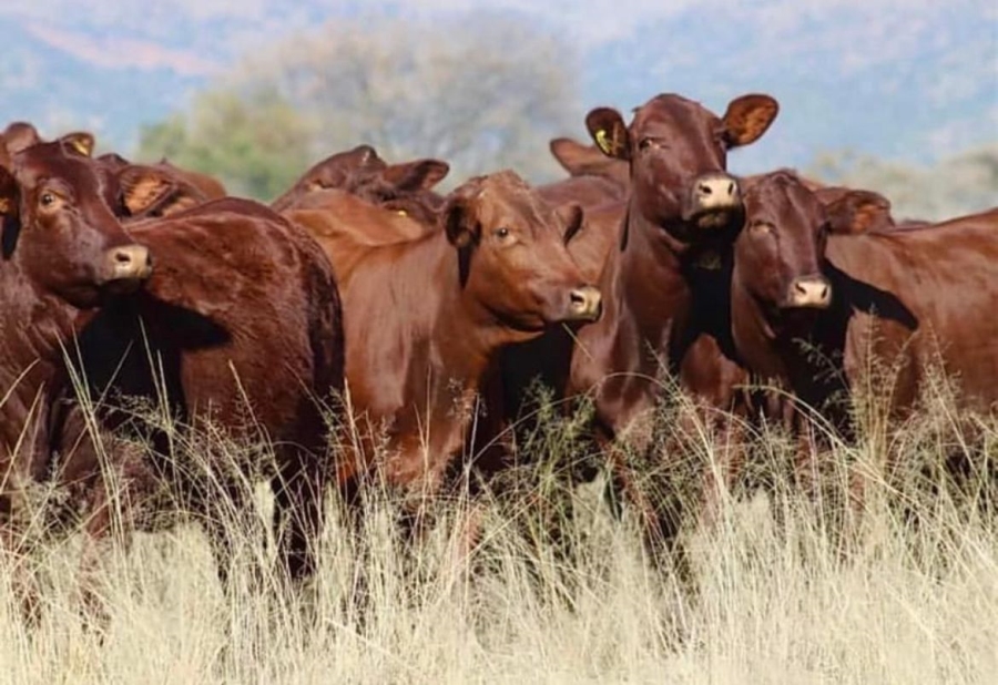 0 Bedroom Property for Sale in Upington Rural Northern Cape